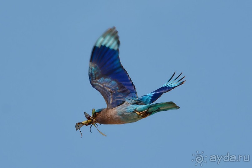 Птички Тая и Лаоса