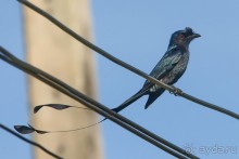 Птички Тая и Лаоса