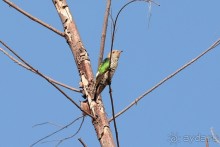 Птички Тая и Лаоса