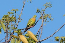 Птички Тая и Лаоса