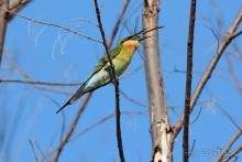 Птички Тая и Лаоса