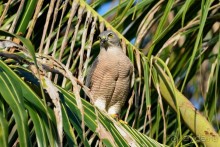 Птички Тая и Лаоса