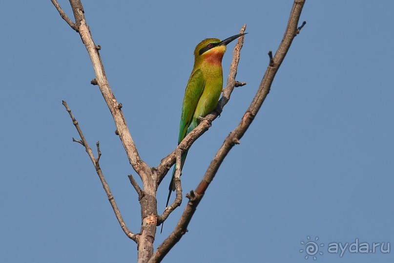 Птички Тая и Лаоса
