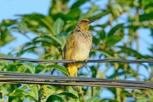 Птички Тая и Лаоса