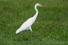 Птички Тая и Лаоса