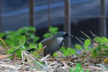 Птички Тая и Лаоса