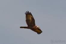 Птички Тая и Лаоса