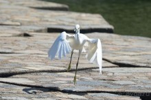 Птички Тая и Лаоса