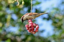 Птички Тая и Лаоса