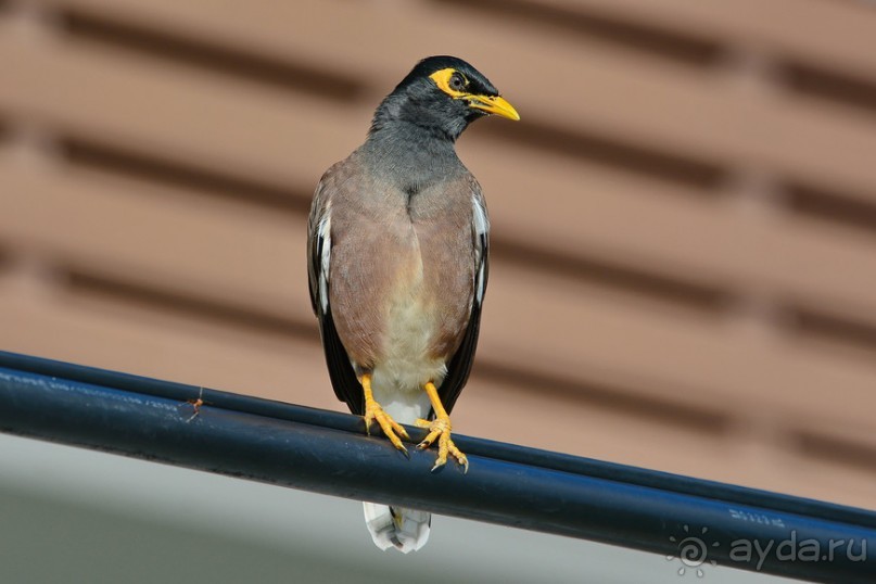 Птички Тая и Лаоса