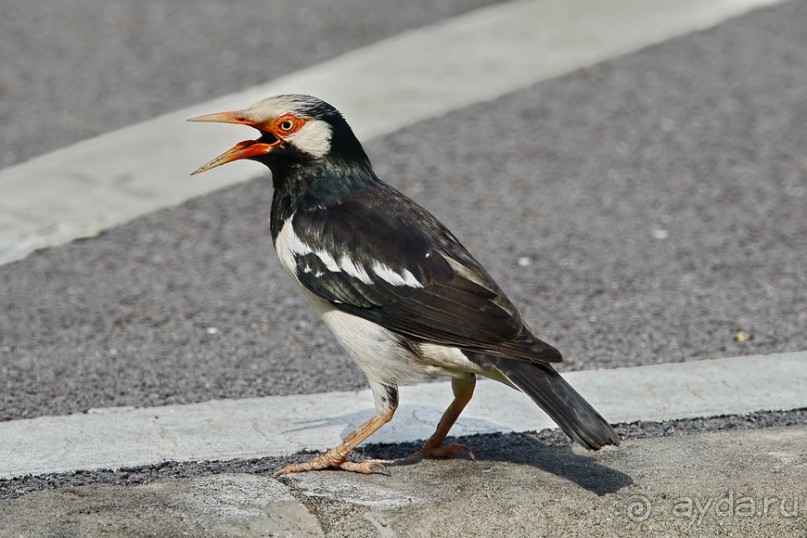 Птички Тая и Лаоса