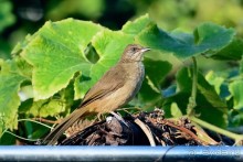 Птички Тая и Лаоса