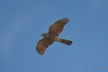 Птички Тая и Лаоса