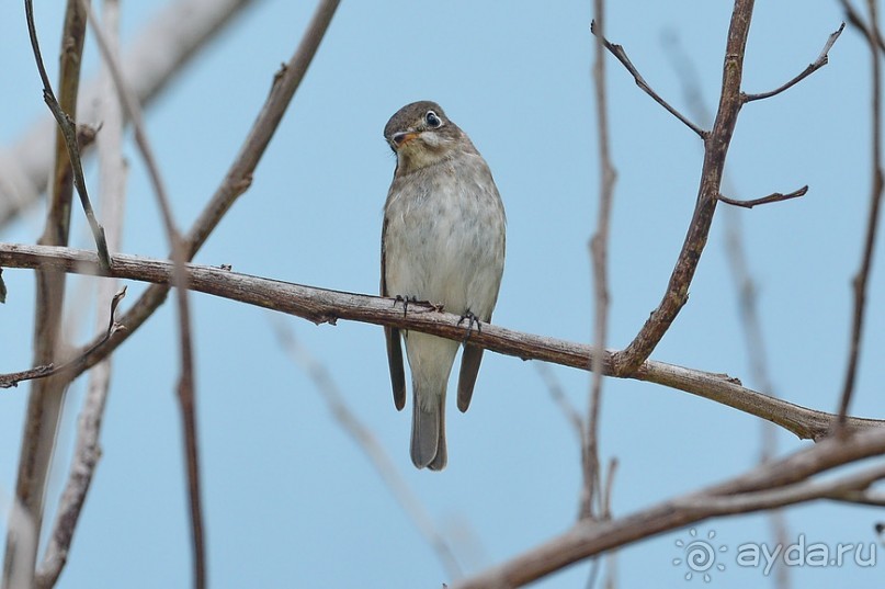 Птички Тая и Лаоса