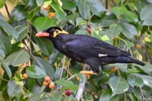 Птички Тая и Лаоса