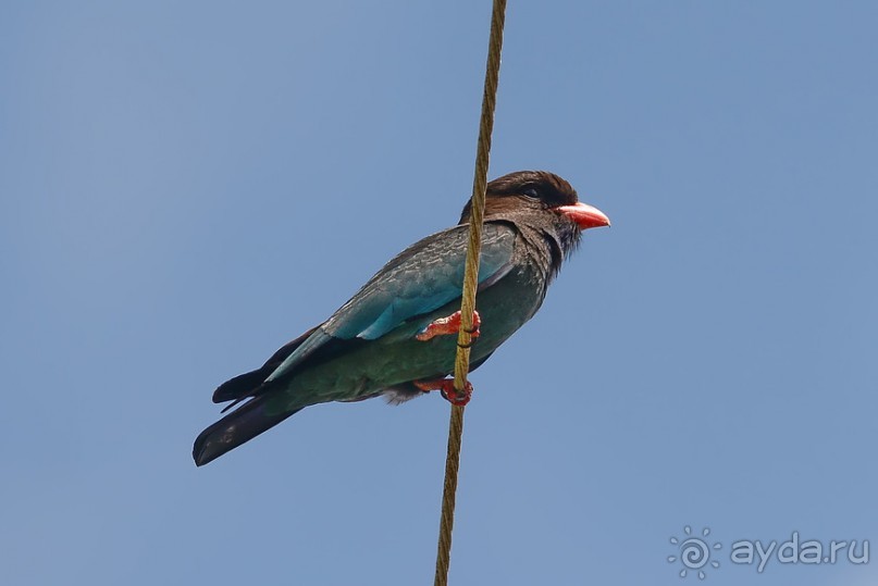 Птички Тая и Лаоса