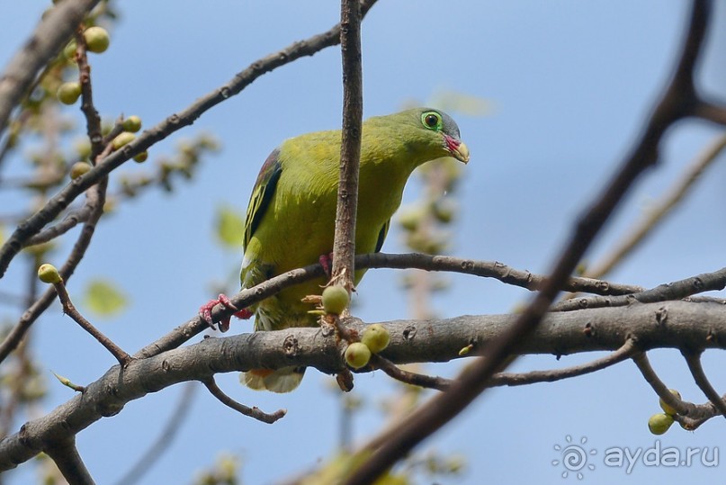 Птички Тая и Лаоса