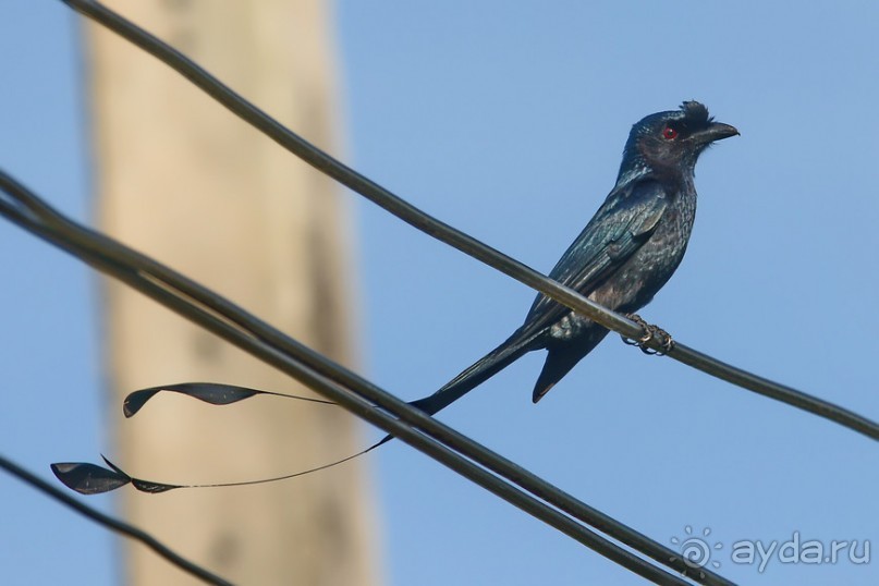 Птички Тая и Лаоса