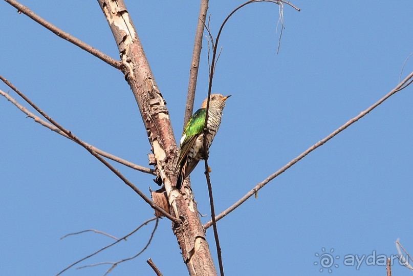 Птички Тая и Лаоса