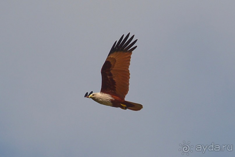 Птички Тая и Лаоса