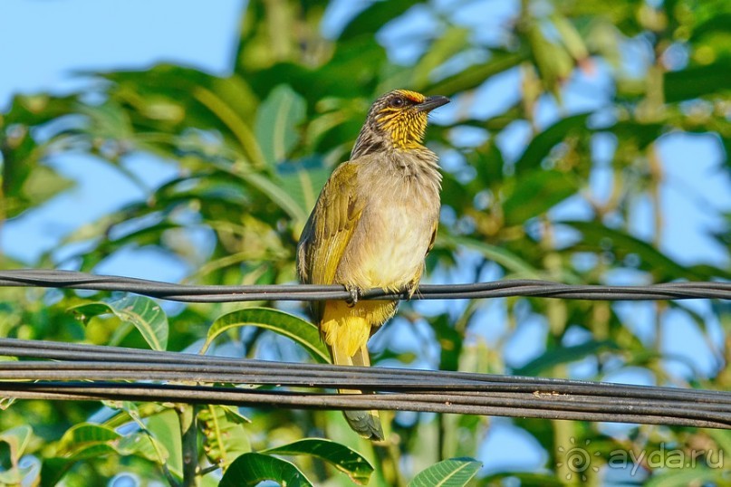 Птички Тая и Лаоса