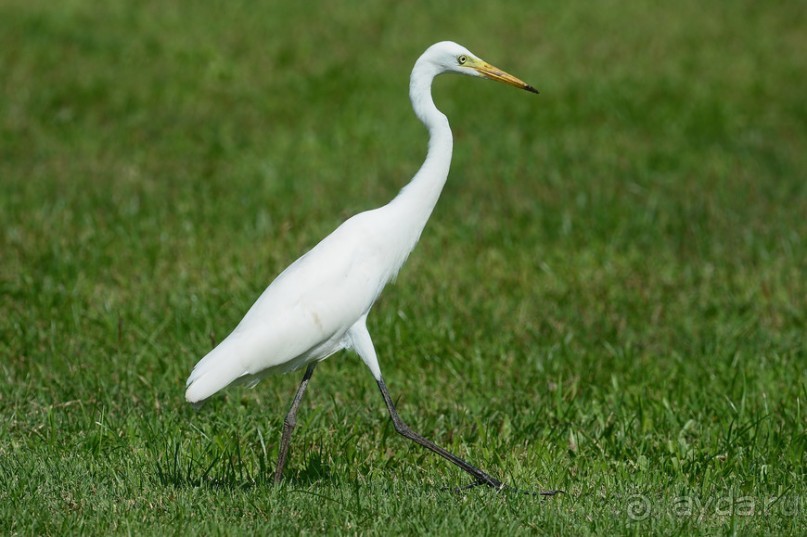 Птички Тая и Лаоса