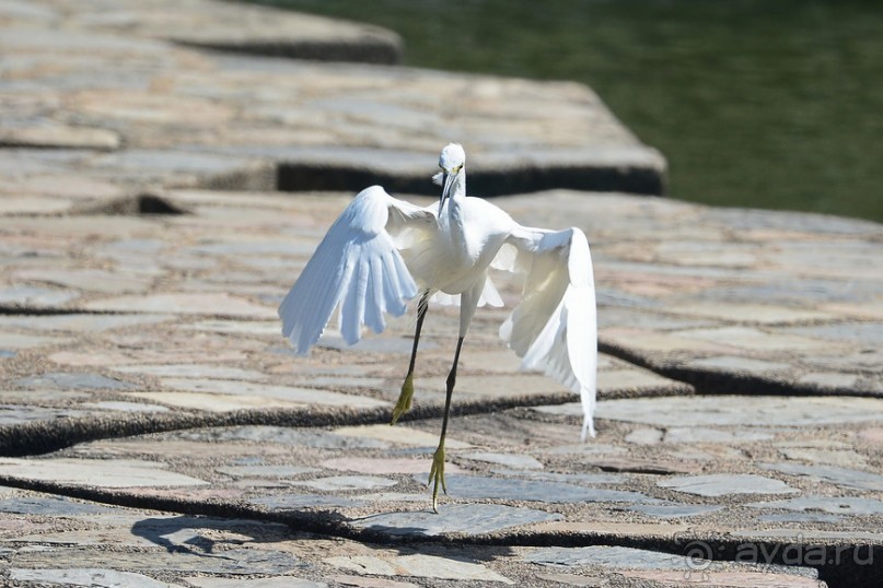 Птички Тая и Лаоса