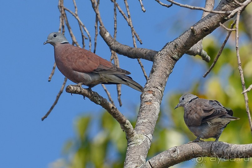 Птички Тая и Лаоса