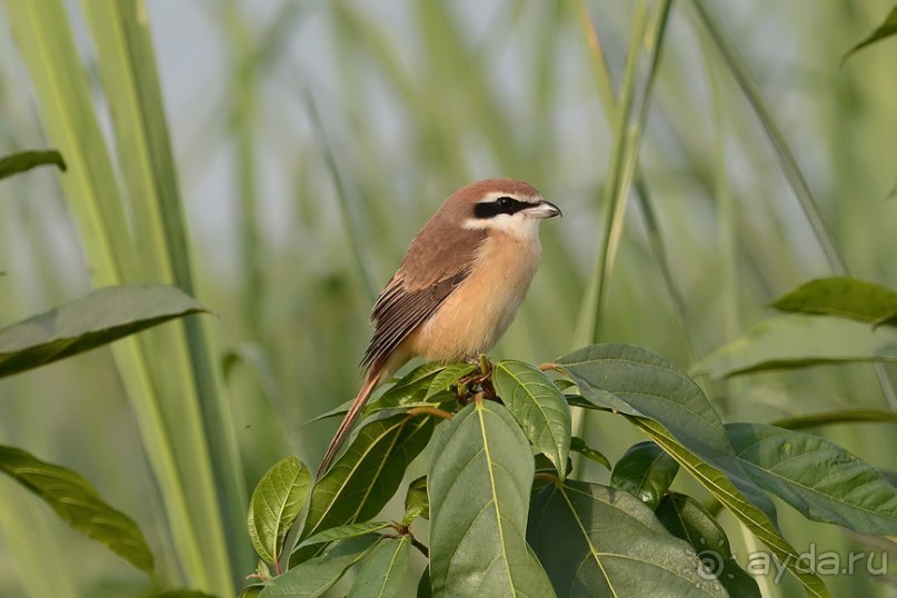 Птички Тая и Лаоса