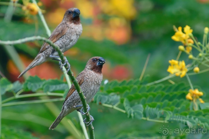 Птички Тая и Лаоса