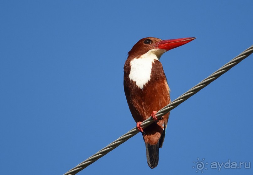 Птички Тая и Лаоса