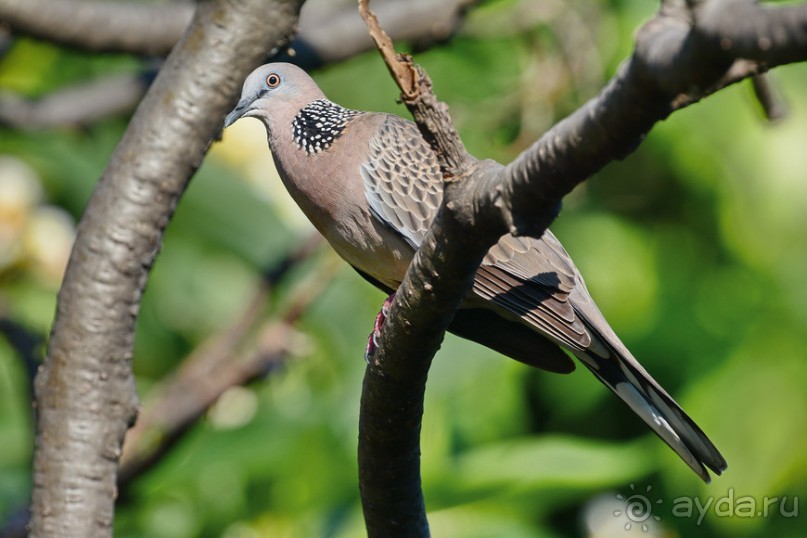 Птички Тая и Лаоса