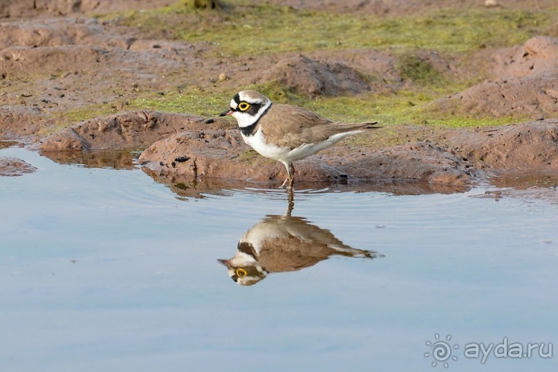 Птички Тая и Лаоса