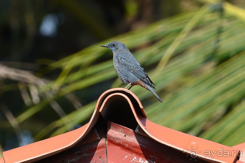 Птички Тая и Лаоса