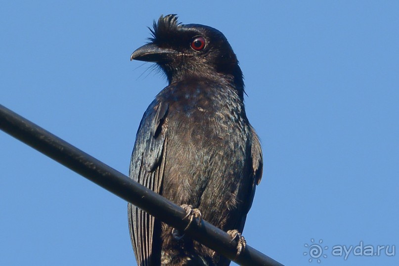 Птички Тая и Лаоса