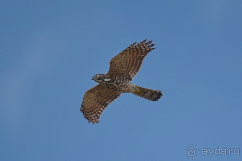 Птички Тая и Лаоса