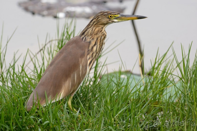 Птички Тая и Лаоса