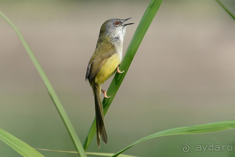 Птички Тая и Лаоса