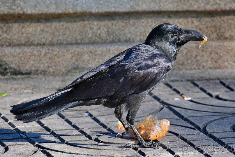 Птички Тая и Лаоса
