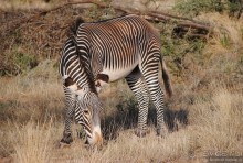 Кения, Самбуру