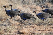 Кения, Самбуру