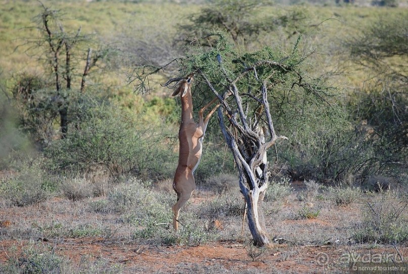 Кения, Самбуру