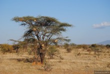 Кения, Самбуру