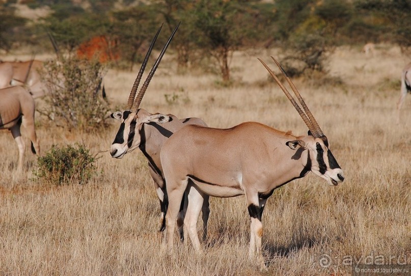 Кения, Самбуру