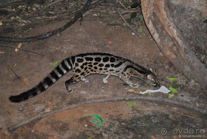 Кения, Самбуру