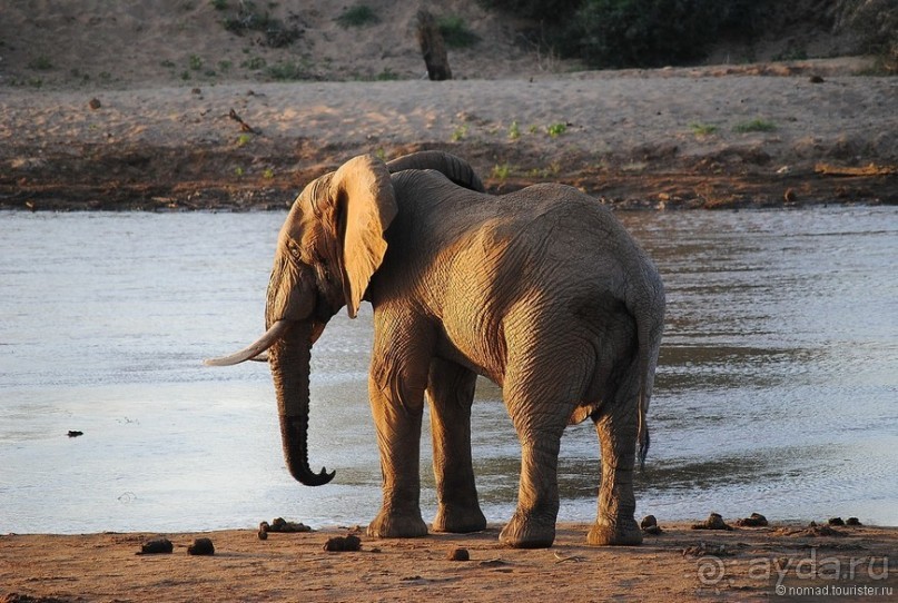 Кения, Самбуру