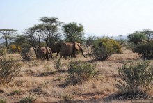 Кения, Самбуру