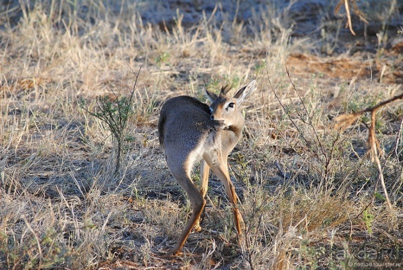 Кения, Самбуру