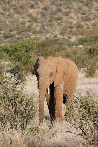 Кения, Самбуру