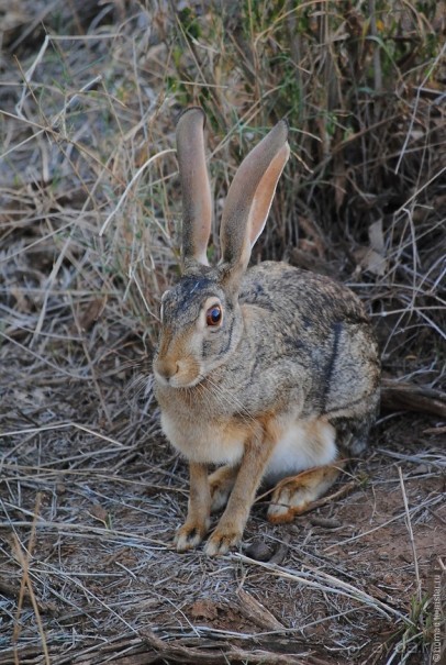 Кения, Самбуру
